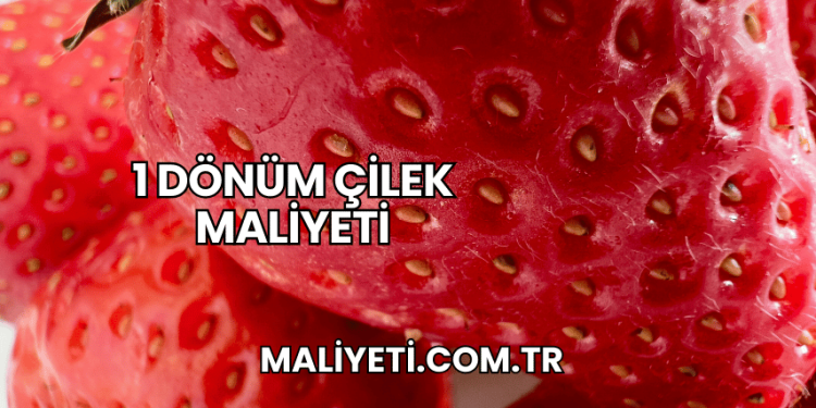 1 Dönüm Çilek Maliyeti