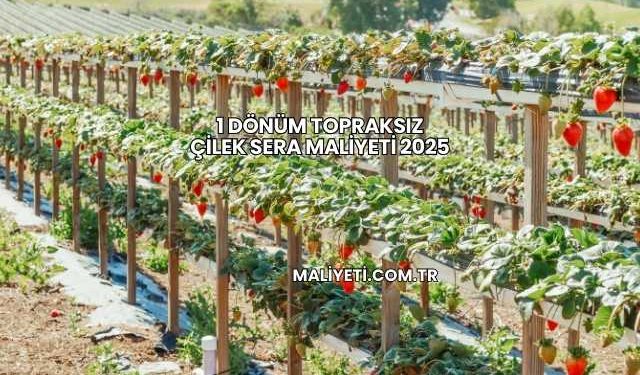 1 Dönüm Topraksız Çilek Sera Maliyeti 2025