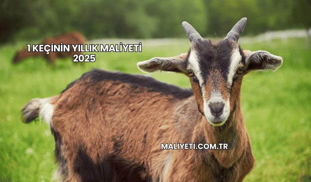 1 Keçinin Yıllık Maliyeti 2025