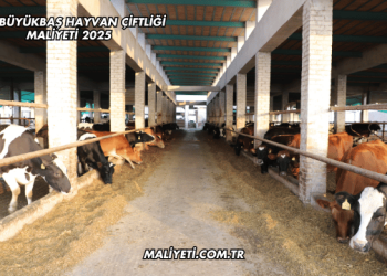100 Büyükbaş Hayvan Çiftliği Maliyeti 2025