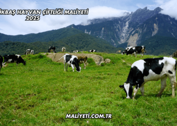 50 Büyükbaş Hayvan Çiftliği Maliyeti 2025