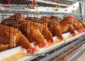 50.000 Kapasiteli Tavuk Çiftliği Maliyeti 2025