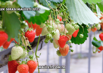 Çilek Serası Maliyeti 2025
