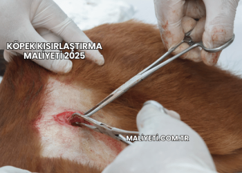 Köpek Kısırlaştırma Maliyeti 2025