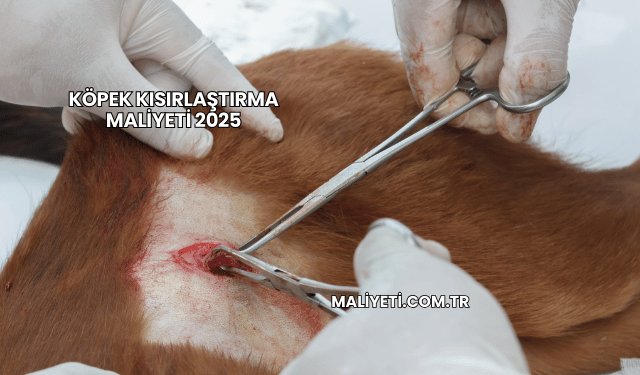 Köpek Kısırlaştırma Maliyeti 2025