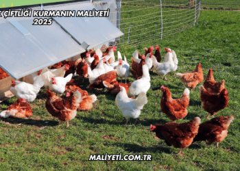 Tavuk Çiftliği Kurmanın Maliyeti 2025