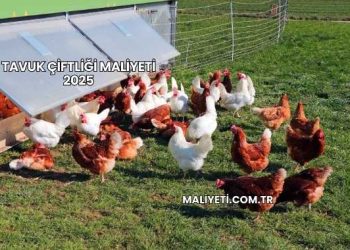 Tavuk Çiftliği Maliyeti 2025
