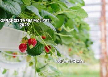 Topraksız Tarım Maliyeti 2025