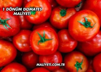 1 Dönüm Domates Maliyeti