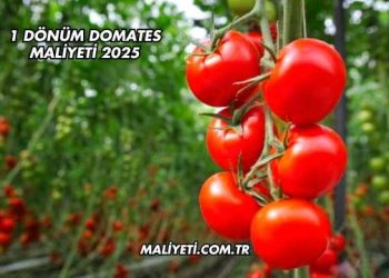 1 Dönüm Domates Maliyeti 2025