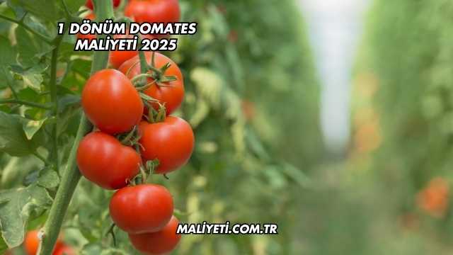 1 Dönüm Domates Maliyeti 2025