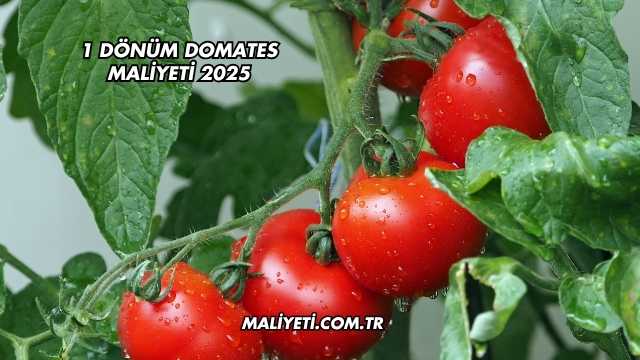 1 Dönüm Domates Maliyeti 2025