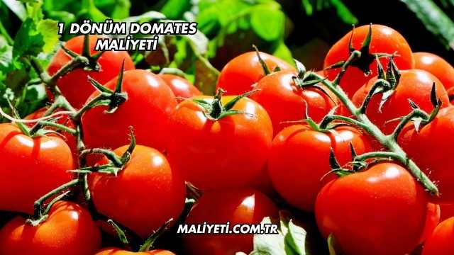 1 Dönüm Domates Maliyeti