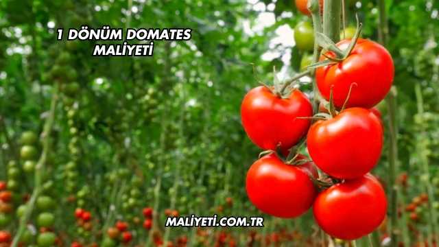 1 Dönüm Domates Maliyeti