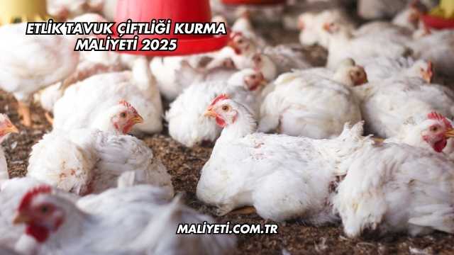 Etlik Tavuk Çiftliği Kurma Maliyeti 2025