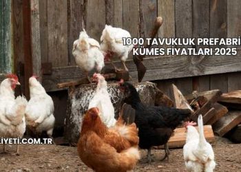 1000 Tavukluk Prefabrik Kümes Fiyatları 2025
