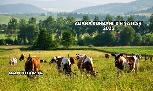 Adana Kurbanlık Fiyatları 2025