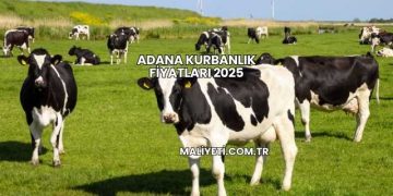 Adana Kurbanlık Fiyatları 2025
