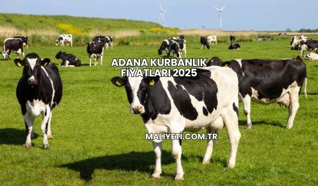 Adana Kurbanlık Fiyatları 2025