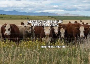 Amasya Kurbanlık Fiyatları 2025