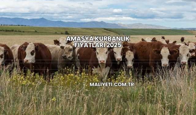 Amasya Kurbanlık Fiyatları 2025