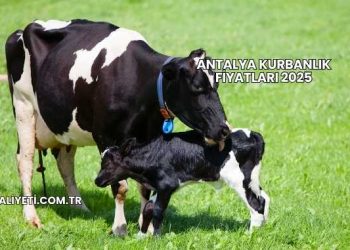 Antalya Kurbanlık Fiyatları 2025