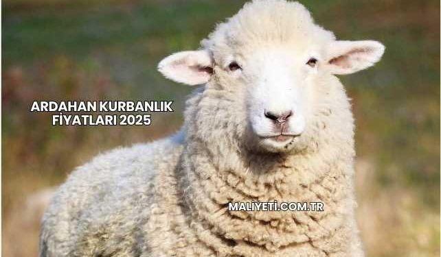 Ardahan Kurbanlık Fiyatları 2025