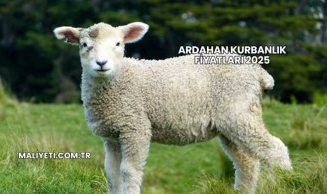 Ardahan Kurbanlık Fiyatları 2025