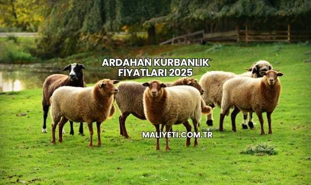 Ardahan Kurbanlık Fiyatları 2025
