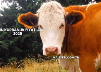 Aydın Kurbanlık Fiyatları 2025
