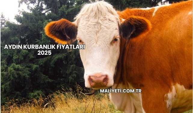 Aydın Kurbanlık Fiyatları 2025