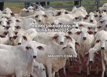 Balıkesir Kurbanlık Fiyatları 2025