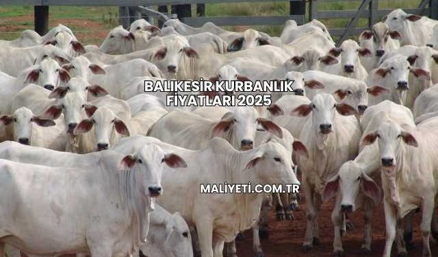 Balıkesir Kurbanlık Fiyatları 2025