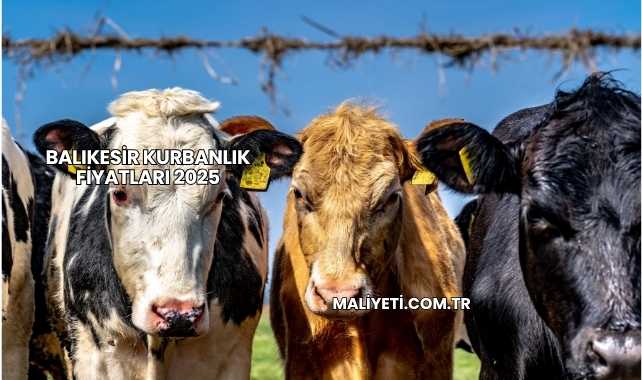 Balıkesir Kurbanlık Fiyatları 2025