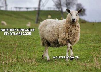 Bartın Kurbanlık Fiyatları 2025
