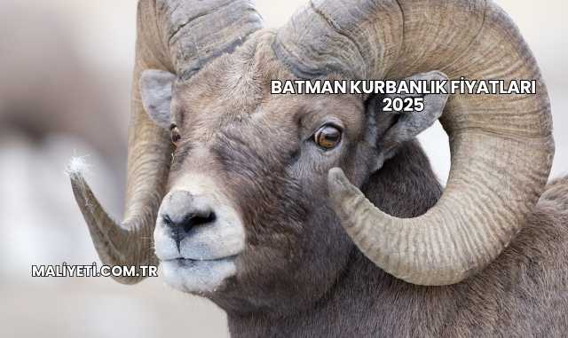 Batman Kurbanlık Fiyatları 2025