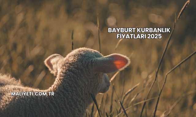 Bayburt Kurbanlık Fiyatları 2025