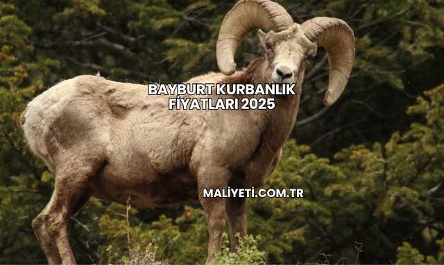 Bayburt Kurbanlık Fiyatları 2025