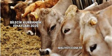 Bilecik Kurbanlık Fiyatları 2025