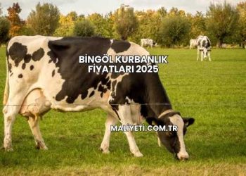 Bingöl Kurbanlık Fiyatları 2025