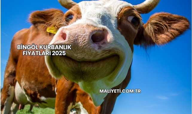 Bingöl Kurbanlık Fiyatları 2025