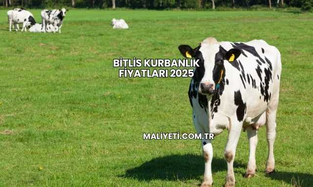 Bitlis Kurbanlık Fiyatları 2025