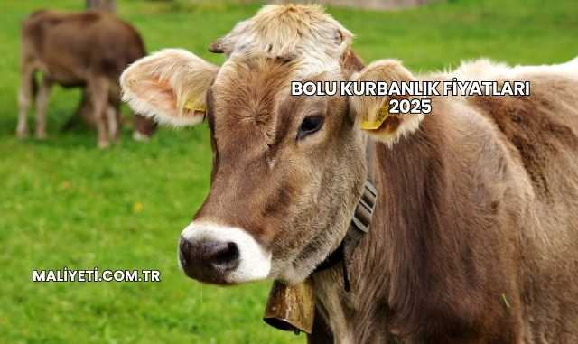 Bolu Kurbanlık Fiyatları 2025