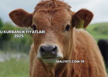 Bolu Kurbanlık Fiyatları 2025