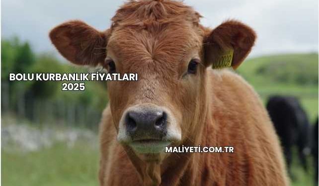 Bolu Kurbanlık Fiyatları 2025