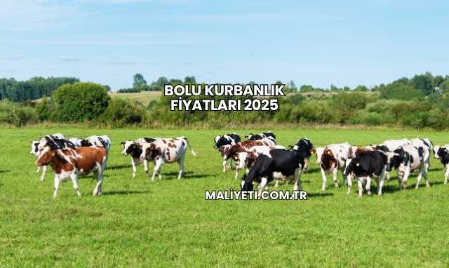 Bolu Kurbanlık Fiyatları 2025