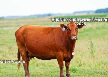 Burdur Kurbanlık Fiyatları 2025