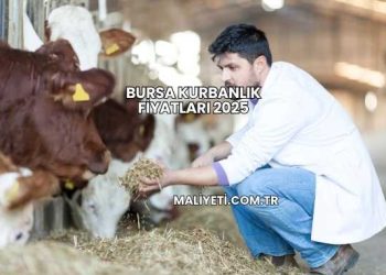 Bursa Kurbanlık Fiyatları 2025