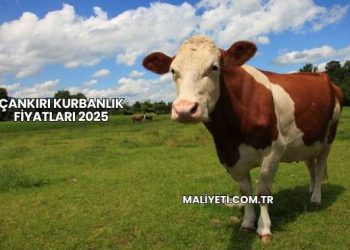 Çankırı Kurbanlık Fiyatları 2025