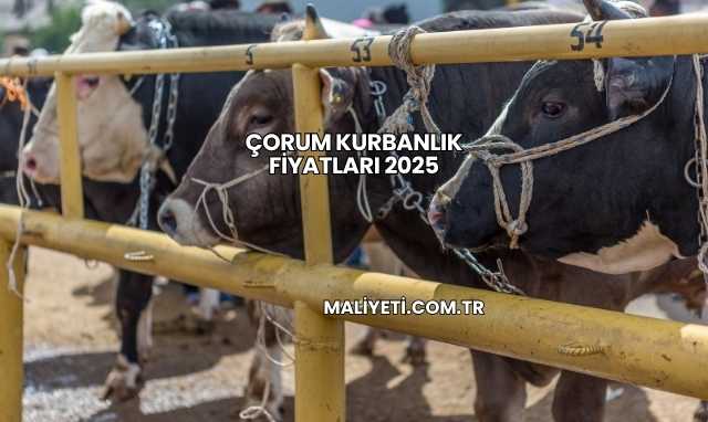 Çorum Kurbanlık Fiyatları 2025
